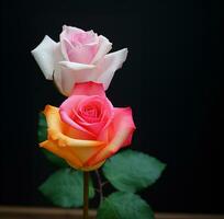 schön zwei Farbe Rosen, schön Blumen Rosen draußen, ai generativ foto