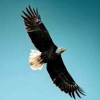 das Adlers Flug ist ein tanzen von Anmut und Leistung im das öffnen Himmel , ai generiert foto
