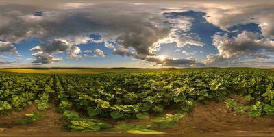 kugelförmig 360 hdri Panorama unter Landwirtschaft Feld von jung Grün Sonnenblume mit strom Wolken auf Abend Himmel Vor Sonnenuntergang im gleichwinklig nahtlos Projektion, wie Himmel Ersatz foto