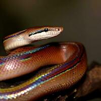 ein Nahansicht von das brillant Regenbogen Boas schimmernd Waage , ai generiert foto