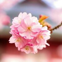 Kirsche Blüten fallen sanft, schmücken das Boden mögen ein Blumen- Teppich , ai generiert foto