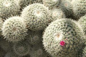 ein schließen oben von ein Kaktus mit viele klein Nadeln foto
