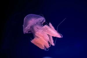 Qualle im Aktion im das Aquarium mit schön Farbe foto