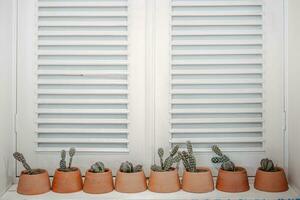 Kaktus stellen auf Regal Das dekoriert auf Weiß Holz Fenster foto