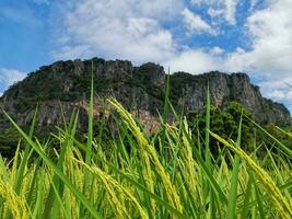 Thailands landwirtschaftlich Reis Felder foto