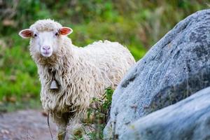 Schafe auf der Weide foto