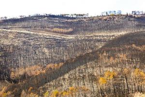 Toskanischer Berg von einem Feuer verwüstet foto