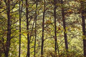 Ligurische Waldbäume mit frontaler Umrahmung foto
