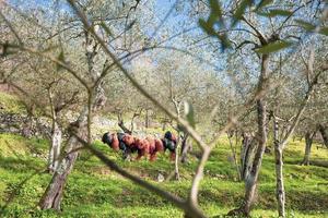 Olivenhaine der italienischen Landschaft