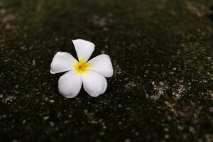 Weiß Frangipani Blume auf das Zement Boden, Thailand. foto
