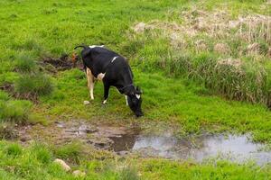 ein Schwarz und weiß Kuh Getränke Wasser von das Fluss foto