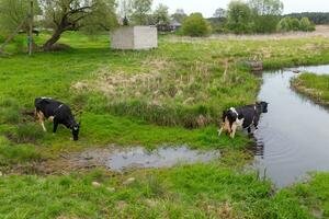 zwei Schwarz und weiß Kühe Getränke Wasser von das Fluss foto