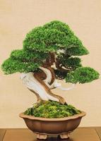 Bonsai-Baum auf gelbem Hintergrund foto