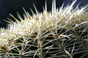 ein Kaktus Pflanze mit viele Spikes foto