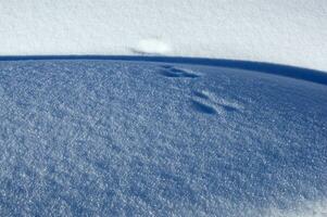 ein schließen oben von Schnee fallen von das Himmel foto