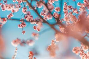 Frühling Blumen im blühen, Natur Hintergrund. schön Natur Szene mit Blühen Baum und Sonne aufflackern, Blumen- Hintergrund. Nahansicht Blumen- Frühling abstrakt Natur Sicht, friedlich, entspannend und künstlerisch Schönheit foto