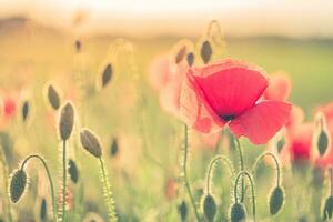 Mohn blühen auf Traum verwischen Hintergrund. Natur Kulissen Nahaufnahme, Blumen- Sicht. Frühling Sommer- Landschaft, schön verschwommen natürlich Wiese Feld. sonnig Natur Landschaft, friedlich entspannend Garten foto