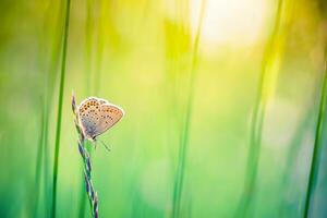 Natur Hintergrund Konzept. schön Sommer- Wiese Hintergrund. inspirierend Natur Nahaufnahme. Fantastisch Blumen- Frühling abstrakt Hintergrund von Natur. tolle Blumen- sonnig Hintergrund, natürlich Farben foto