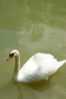 ein Weiß Schwan ist schwebend im ein Teich foto