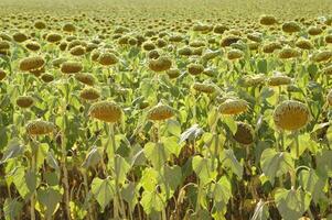 Feld von Sonnenblumen beim das Ende von das Jahreszeit foto