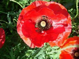 Blühen Mohnblumen Blume Garten Sommer- Rot. Opium, wild Feld foto