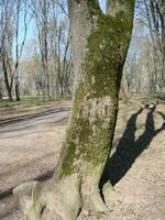 früh Frühling schießt mit winzig Blätter auf verschwommen Wald Licht lila Hintergrund foto