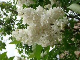 blühen verbreitet Syringa vulgaris Flieder Busch Weiß Sorte. Frühling Landschaft mit Bündel von zärtlich Blumen. foto