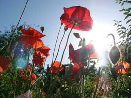 schön Feld rot Mohnblumen mit selektiv Fokus. Sanft Licht. natürlich Drogen. Lichtung von rot Mohn. einsam Mohn. foto