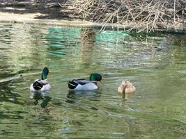 männlich und weiblich Stockente Ente Schwimmen auf ein Teich mit Grün Wasser während foto