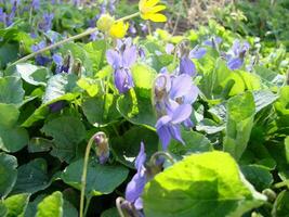 Viola Pflanze mit Mehrfarbig Blumen , verbreitet violett, Viola dreifarbig, Stiefmütterchen Blumen, Viola wittrockiana foto