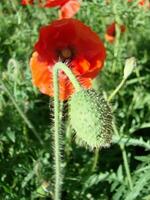 schön Feld rot Mohnblumen mit selektiv Fokus. Sanft Licht. natürlich Drogen. Lichtung von rot Mohn. einsam Mohn. foto