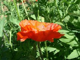 rot Mohn Blumen mit ein Biene und Weizen Felder auf das Hintergrund. foto