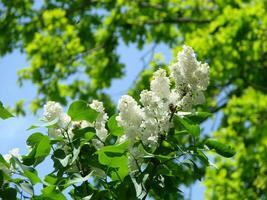 blühen verbreitet Syringa vulgaris Flieder Busch Weiß Sorte. Frühling Landschaft mit Bündel von zärtlich Blumen. foto