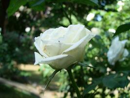 Busch Weiß Blühen Rose. wachsend Rosen. ein Menge von schön Blühen Rosen. Knospen von ein Weiß Rose foto