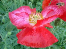 Blühen Mohnblumen Blume Garten Sommer- Rot. Opium, wild Feld foto