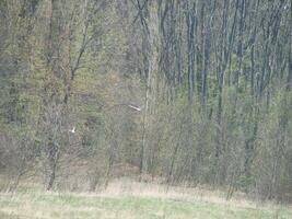 Möwen fliegen Über Wasser und Gebüsch, klein See foto