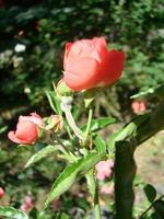 rot Rose mit Tropfen. Tropfen auf das Blütenblätter von rot Rose Blumen. Makro Foto. Tropfen von Tau auf das Blütenblätter foto