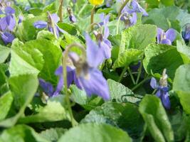 Viola Pflanze mit Mehrfarbig Blumen , verbreitet violett, Viola dreifarbig, Stiefmütterchen Blumen, Viola wittrockiana foto