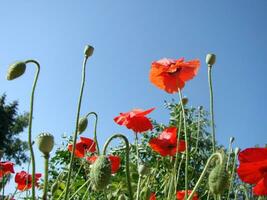 schön Feld rot Mohnblumen mit selektiv Fokus. Sanft Licht. natürlich Drogen. Lichtung von rot Mohn. einsam Mohn. foto