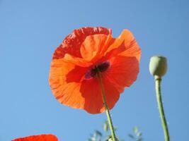 schön Feld rot Mohnblumen mit selektiv Fokus. Sanft Licht. natürlich Drogen. Lichtung von rot Mohn. einsam Mohn. foto