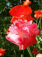 rot Mohn Blumen mit ein Biene und Weizen Felder auf das Hintergrund. foto