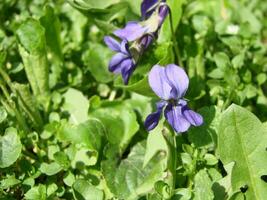 Viola Pflanze mit Mehrfarbig Blumen , verbreitet violett, Viola dreifarbig, Stiefmütterchen Blumen, Viola wittrockiana foto