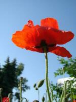 schön Feld rot Mohnblumen mit selektiv Fokus. Sanft Licht. natürlich Drogen. Lichtung von rot Mohn. einsam Mohn. foto