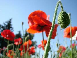 schön Feld rot Mohnblumen mit selektiv Fokus. Sanft Licht. natürlich Drogen. Lichtung von rot Mohn. einsam Mohn. foto