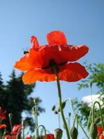 schön Feld rot Mohnblumen mit selektiv Fokus. Sanft Licht. natürlich Drogen. Lichtung von rot Mohn. einsam Mohn. foto