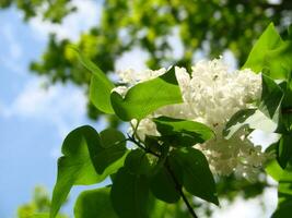 blühen verbreitet Syringa vulgaris Flieder Busch Weiß Sorte. Frühling Landschaft mit Bündel von zärtlich Blumen. foto