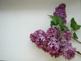 schön lila Blumen isoliert auf Weiß Hintergrund, Nahansicht foto