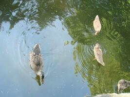 männlich und weiblich Stockente Ente Schwimmen auf ein Teich mit Grün Wasser während foto