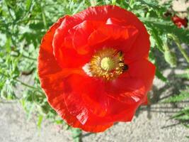 Blühen Mohnblumen Blume Garten Sommer- Rot. Opium, wild Feld foto