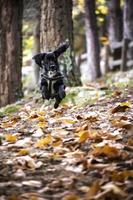 Hund springt in den Wald foto